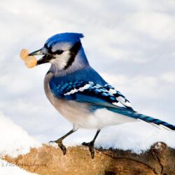 Wild life: Blue jay birds wallpapers