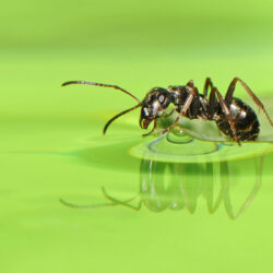 Ant HD Wallpapers