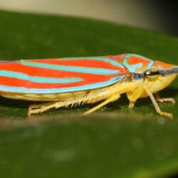 Nathan Marcy on Leafhopper