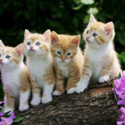 Cute Baby Cats Wallpapers Group