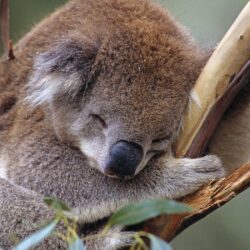 Sleeping koala wallpapers