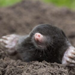 Mole Free HD Wallpapers Image Backgrounds