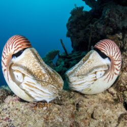 Nautilus Facts: Habitat, Behavior, Diet
