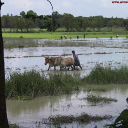 Bangladesh