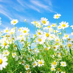 White Daisy Wallpapers
