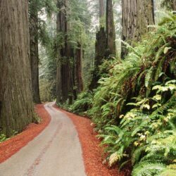 Redwood National Park, California by abkcppm