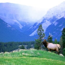 swiss alps montains with a bull elk animals wallpapers