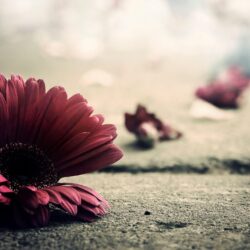 Vintage Wallpapers HD Flower Pictures