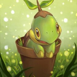 Turtwig in vase by sara