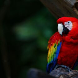 Scarlet Macaw Parrots Wallpapers