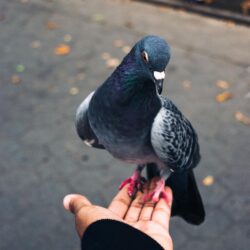 500+ Pigeon Pictures