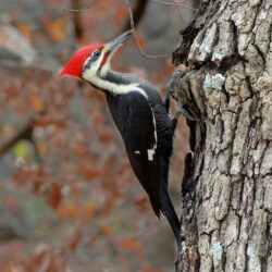 Woodpecker Bird Photos HD Wallpapers – Animals And Birds
