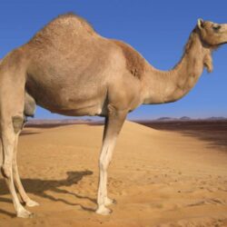 Camel Wallpapers 3