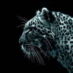 Pix For > White Cheetah Wallpapers