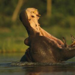 Hippopotamus Wallpapers Other Animals Wallpapers in format for