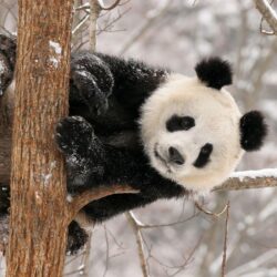 panda bear wallpapers