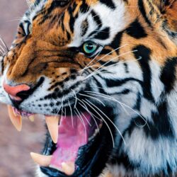 Wallpapers For > Angry Siberian Tiger Wallpapers