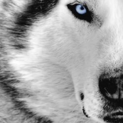 Wolf HD Wallpapers