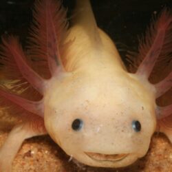 Axolotl Wallpaper Backgrounds