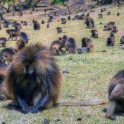 ethiopia monkeys