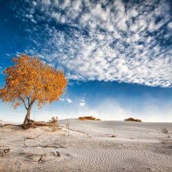 nature photography landscape dune sand trees clouds shrubs white