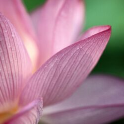 Lotus Flower Desktop Wallpapers