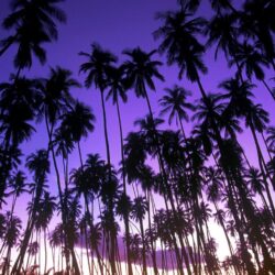 Coconuts On Palm Tree Wallpapers 6
