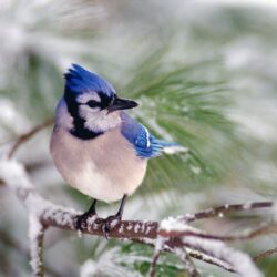 Wallpapers Collections: blue jay backgrounds