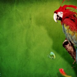 Parrot Wallpapers 3