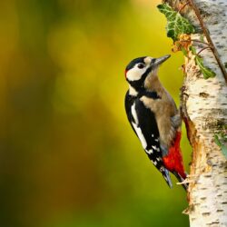 Great Spotted Woodpecker 4k Ultra HD Wallpapers
