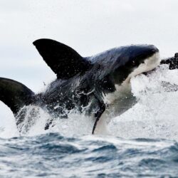24 Great White Shark Wallpapers