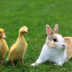 Rabbit and Duck Cute Animal