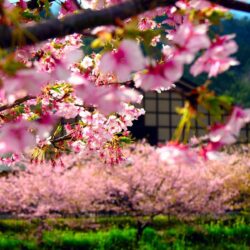 Spring in Japan widescreen wallpapers