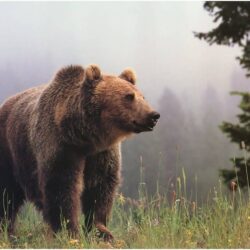 Grizzly Bear Wallpapers Group with 74 items