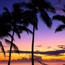 Download Wallpapers Fiji, Palm trees, Hammock, Evening