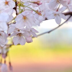 sakura flower HD wallpapers pics