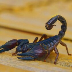 hd pics photos stunning attractive scorpion insects macro