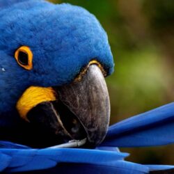 Blue Parrot Wallpapers 2