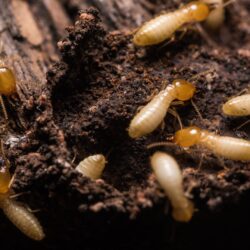 20% of NJ Homeowners Will Have Termites this Year