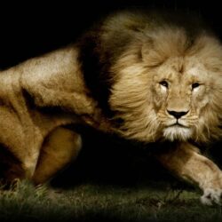 Lion Wallpapers 50 Backgrounds