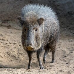 Peccary