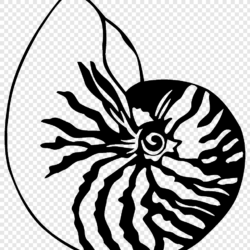 Drawing Seashell Chambered nautilus, SEA SHELL