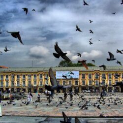 Square Pigeon Bogota Colombia Free Download from zet Wallpapers