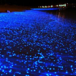 Sea of Stars on Vaadhoo Island, Maldives