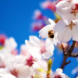 Spring Scenes Wallpapers Group