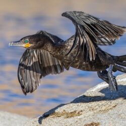 Wallpapers bird, wings, beak, start, cormorant image for
