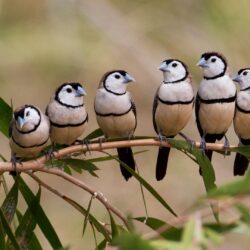 Barred Finches – Bing Wallpapers Download