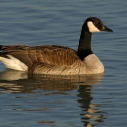 HD Canada Goose Wallpapers and Photos