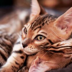 Little Bengal cats wallpapers and image
