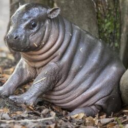 Pygmy hippopotamus HD Wallpapers